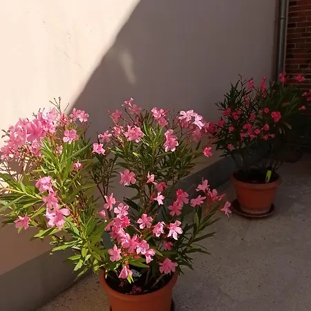 Au Coeur De La Petite Cite De Caractere 아파트 *