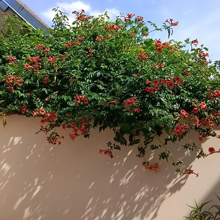 Au Coeur De La Petite Cite De Caractere 公寓 *